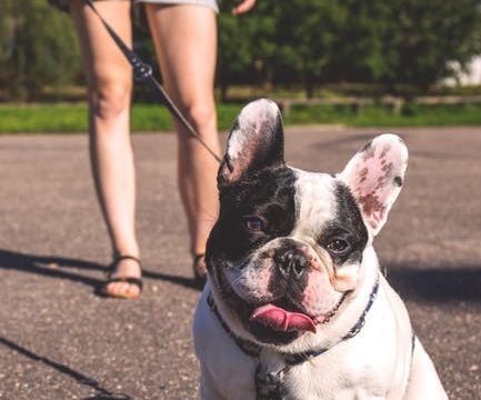 Best camping holidays to bring your dog along